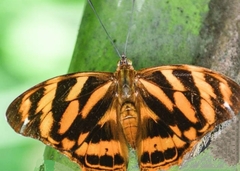 Herona marathus