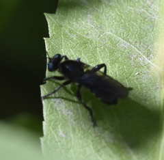 Laphria franciscana