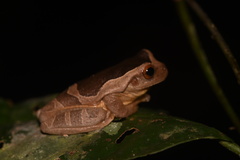 Trachycephalus coriaceus
