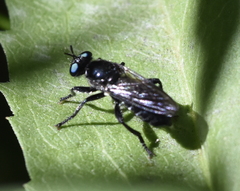 Laphria franciscana