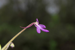 Pinguicula oblongiloba