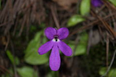 Pinguicula oblongiloba