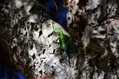 Sceloporus formosus