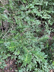 Taxus floridana