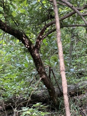 Taxus floridana