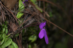 Pinguicula oblongiloba