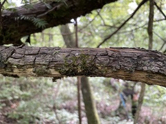 Taxus floridana