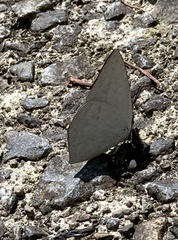 Curetis acuta paracuta