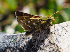Hesperia comma