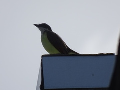 Pitangus sulphuratus