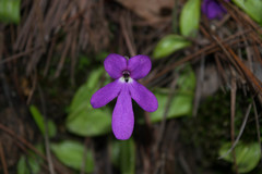 Pinguicula oblongiloba