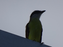 Pitangus sulphuratus