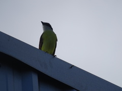 Pitangus sulphuratus