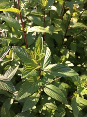 Mentha × piperita