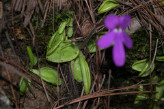 Pinguicula oblongiloba