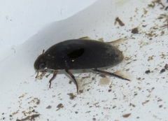 Tropisternus blatchleyi