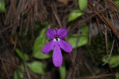 Pinguicula oblongiloba