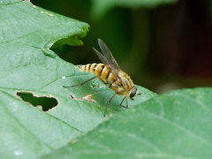 Thereva aurata