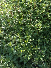Mentha × piperita