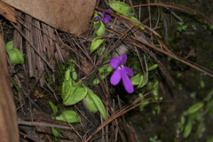 Pinguicula oblongiloba