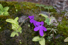 Pinguicula oblongiloba