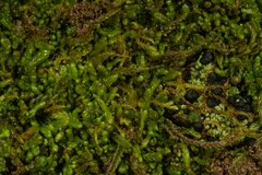 Odontoschisma macounii