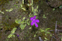 Pinguicula oblongiloba