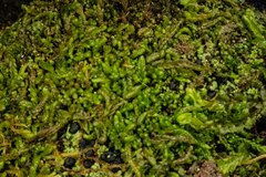 Odontoschisma macounii