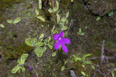 Pinguicula oblongiloba