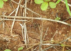 Cicindela calligramma