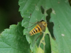 Thereva aurata