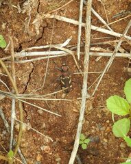Cicindela calligramma