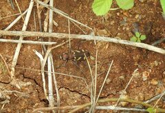 Cicindela calligramma