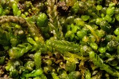 Odontoschisma macounii