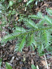 Taxus floridana