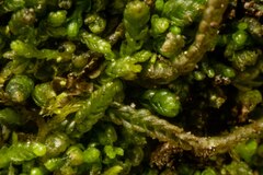 Odontoschisma macounii