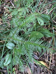 Taxus floridana