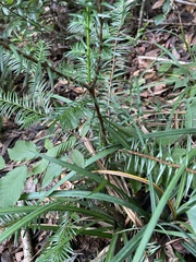 Taxus floridana