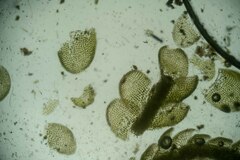 Odontoschisma macounii