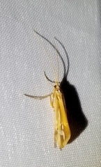 Limnephilus ornatus