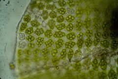 Odontoschisma macounii