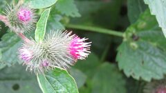 Arctium minus