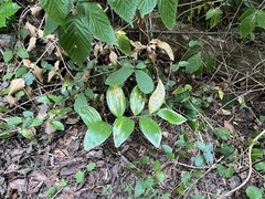 Polygonatum odoratum pluriflorum