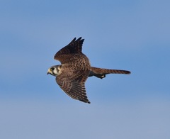 Falco sparverius sparverius