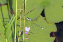 Lestes unguiculatus