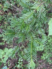 Taxus floridana