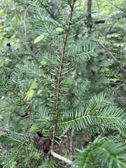 Taxus floridana