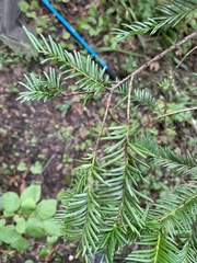 Taxus floridana