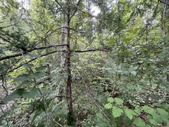 Taxus floridana
