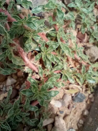 Amaranthus blitoides iNat (2)